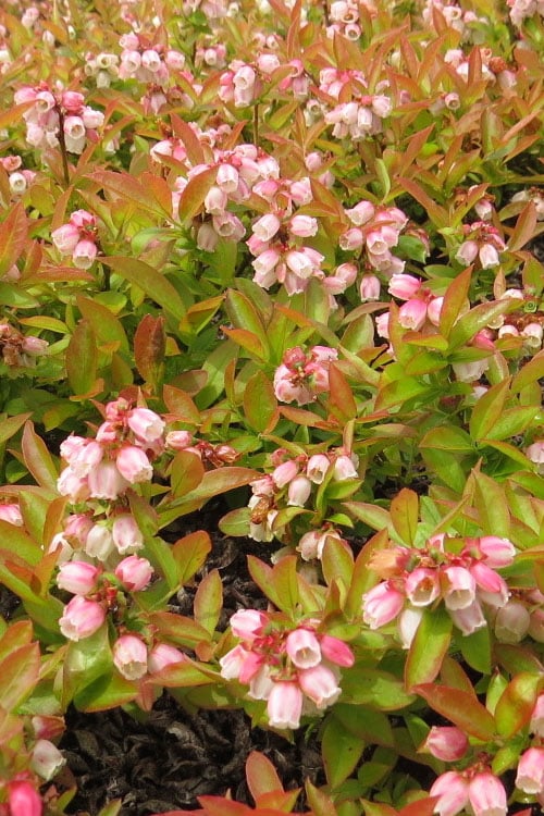  Wild Lowbush Blueberry Plant - 1 Gallon