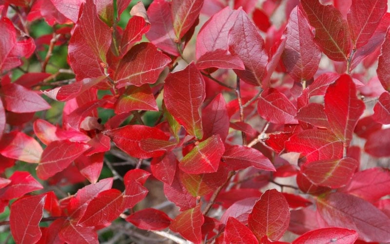  Wild Lowbush Blueberry Plant - 1 Gallon