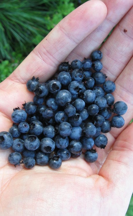  Wild Lowbush Blueberry Plant - 1 Gallon
