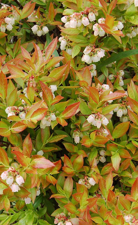  Wild Lowbush Blueberry Plant - 1 Gallon
