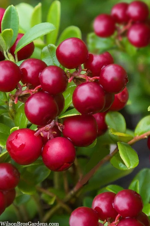  Red Candy Ligonberry (Vaccinum Vitis-idaea) - 1 Gallon