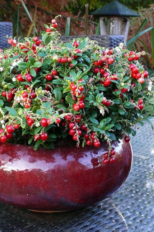  Red Candy Ligonberry (Vaccinum Vitis-idaea) - 1 Gallon