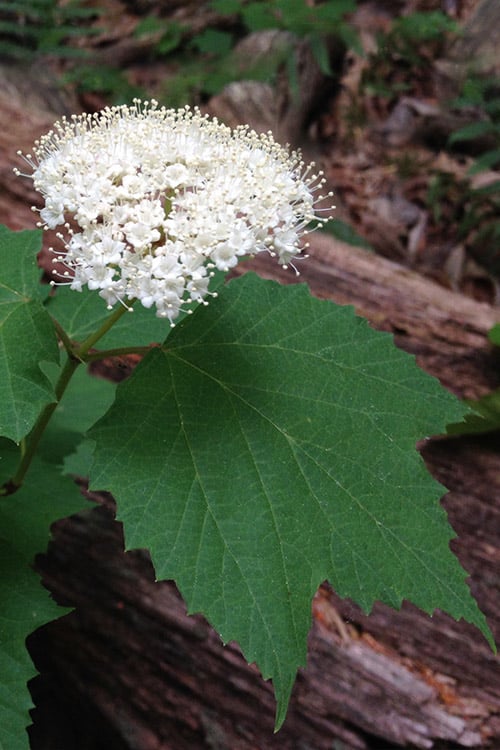  Maple Leaf Viburnum - 1 Gallon Pot