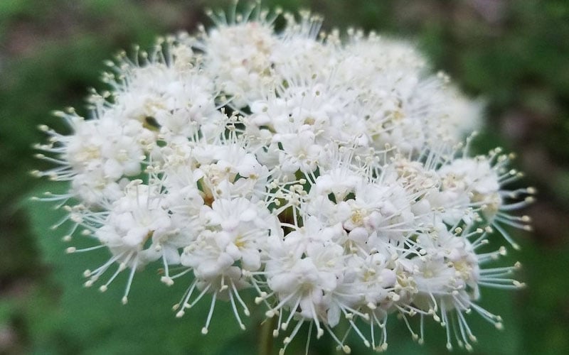 Maple Leaf Viburnum - 1 Gallon Pot