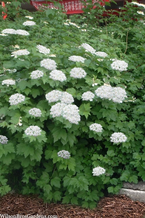  Maple Leaf Viburnum - 1 Gallon Pot