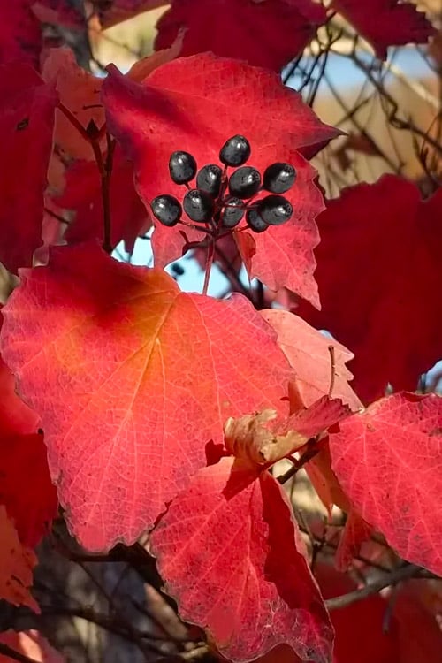  Maple Leaf Viburnum - 1 Gallon Pot
