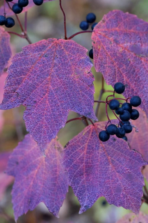  Maple Leaf Viburnum - 3 Pack Of 1.5 Quart Pots