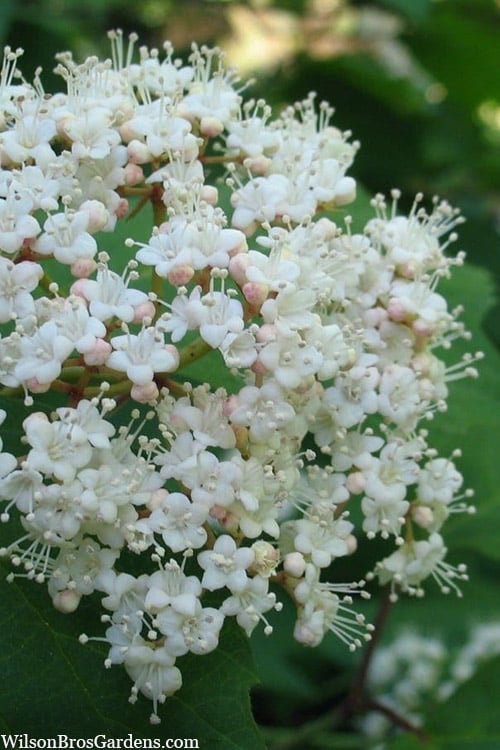  Maple Leaf Viburnum - 3 Pack Of 1.5 Quart Pots