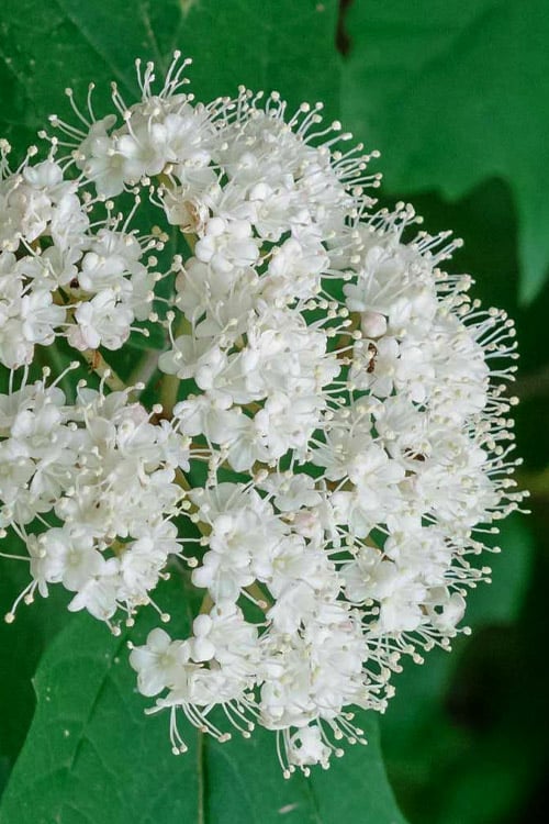  Maple Leaf Viburnum - 3 Pack Of 1.5 Quart Pots