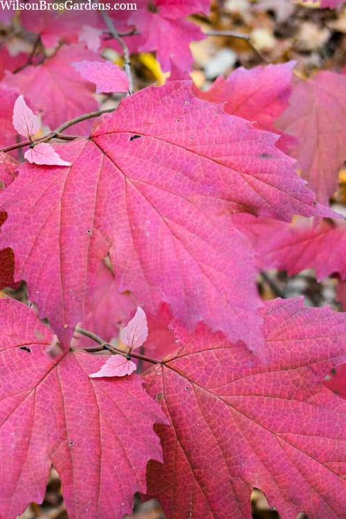  Maple Leaf Viburnum - 1 Gallon Pot