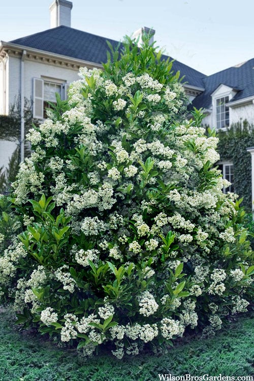  Mirror Leaf Sweet Viburnum - 1 Gallon Pot 