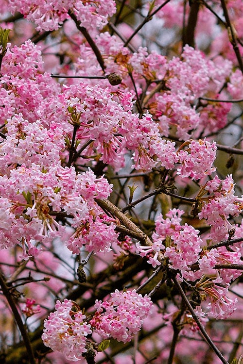  Pink Dawn Fragrant Viburnum - 5 Gallon Pot 