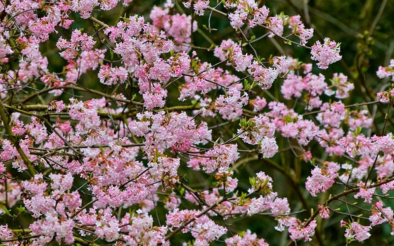  Pink Dawn Fragrant Viburnum - 5 Gallon Pot 