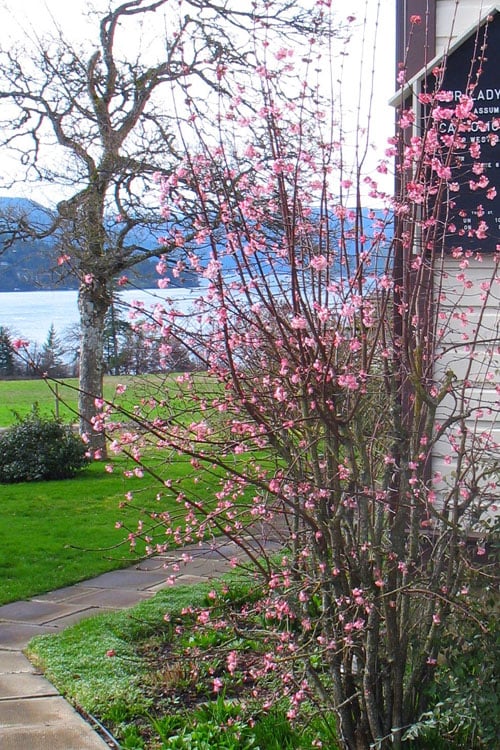  Pink Dawn Fragrant Viburnum - 5 Gallon Pot 
