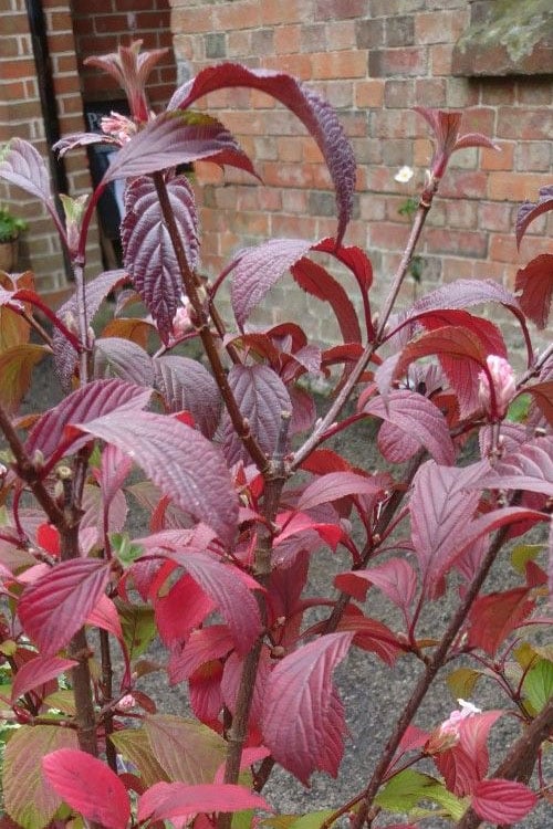  Pink Dawn Fragrant Viburnum - 5 Gallon Pot 