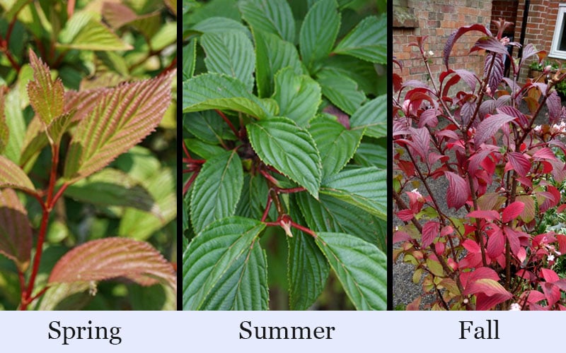  Pink Dawn Fragrant Viburnum - 5 Gallon Pot 