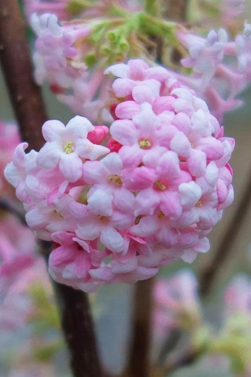  Pink Dawn Fragrant Viburnum - 5 Gallon Pot 