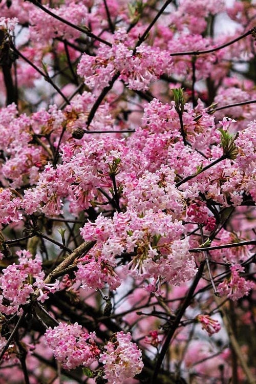  Pink Dawn Fragrant Viburnum - 5 Gallon Pot 