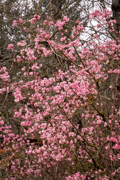  Pink Dawn Fragrant Viburnum - 5 Gallon Pot 