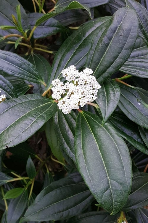  David Viburnum - 3 Gallon Pot 