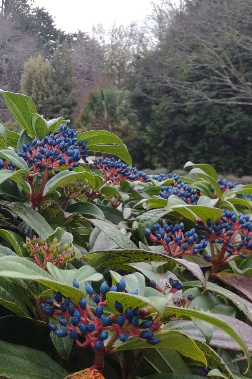  David Viburnum - 3 Gallon Pot 