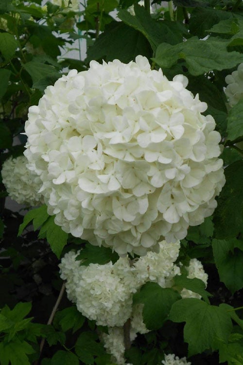  Eastern Snowball Viburnum Bush - 3 Gallon Pot