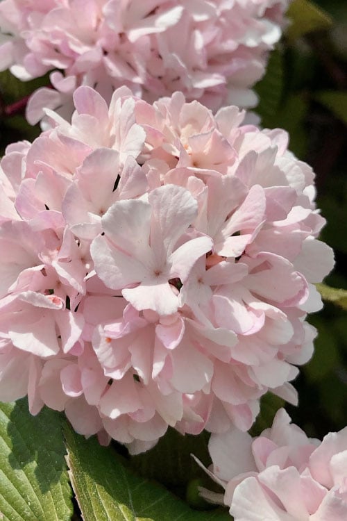  Kern's Pink Snowball Viburnum Bush - 2 Gallon Pot