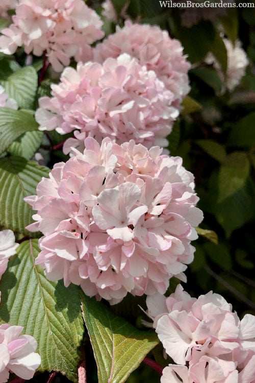  Kern's Pink Snowball Viburnum Bush - 2 Gallon Pot