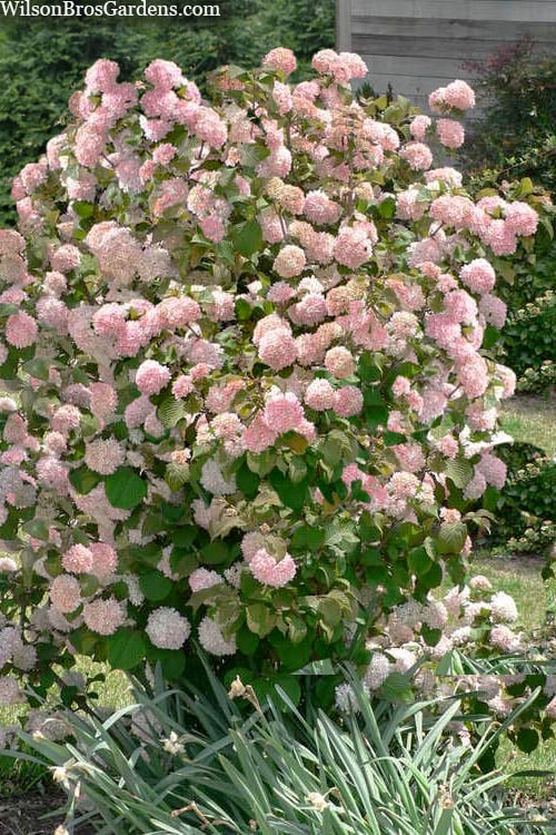  Kern's Pink Snowball Viburnum Bush - 2 Gallon Pot