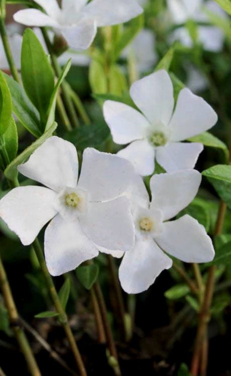 White Evergreen Periwinkle (Vinca Minor 'Alba') - 5 Pack Of Pint Pots