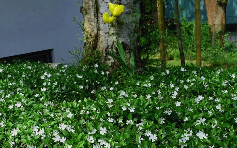  White Evergreen Periwinkle (Vinca Minor 'Alba') - 5 Pack Of Pint Pots