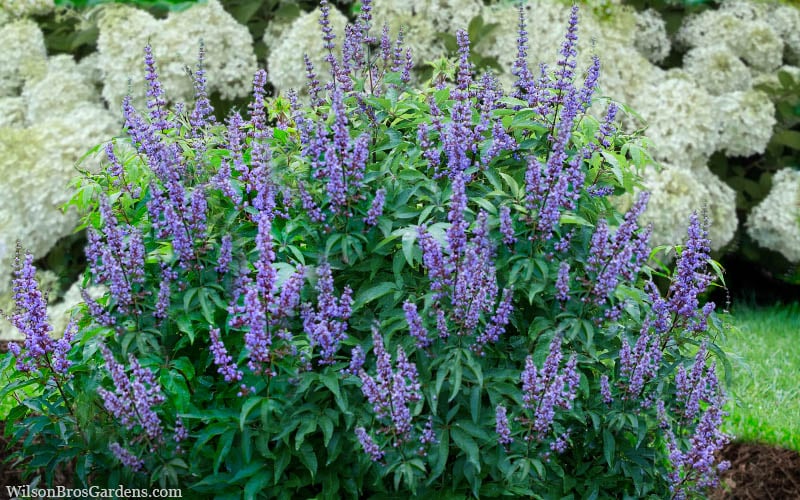  Blue Diddley Dwarf Chaste Tree - Vitex Agnus-castus - 3 Gallon Pot