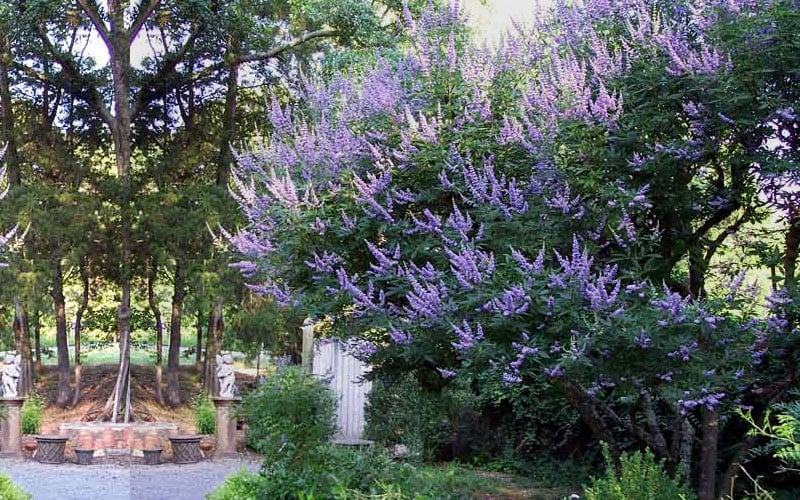  Shoal Creek Chaste Tree (Vitex) - 5 Gallon Pot