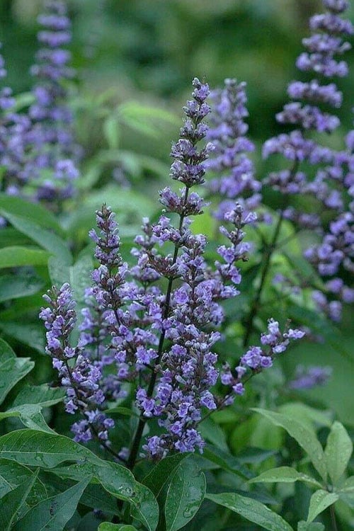  Blue Diddley Dwarf Chaste Tree - Vitex Agnus-castus - 3 Gallon Pot