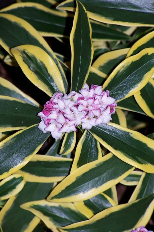  Marianni Variegated Pink Winter Daphne - 1 Gallon Pot