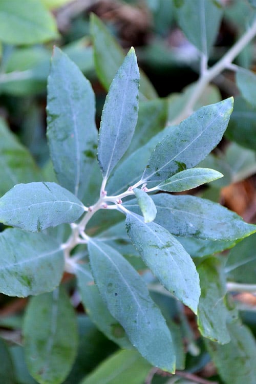  Woodlanders Blue Dusty Zenobia (Honeycup) - 1 Gallon Pot